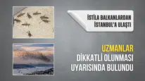 İstila Balkanlardan başladı İstanbul'a ulaştı