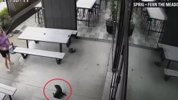 Yeni Zelanda’da fok sürprizi: Bulaşık makinesinin altına saklandı