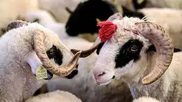 2026 Kurban Bayramı tatili 9 gün olacak mı? Bayram ne zaman, hangi güne denk geliyor?