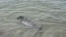 Ayvalık'ta Akdeniz Foku görüntülendi