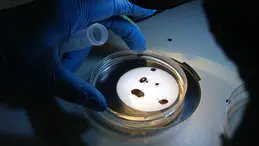 Havaların ısınmasıyla ortaya çıkan keneler iki kişiyi hastanelik etti