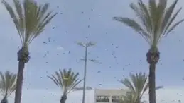 İsrail’de dev arı istilası alarmı askeri uçuşlar geçici olarak durduruldu