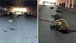 Hatay'da otomobilin çarptığı sürüdeki 17 koyun öldü