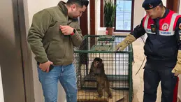 Yozgat'ta köy yolunda bulundu, gören şaştı kaldı