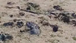 Diyarbakır'da 3 metrelik yılan görüntülendi