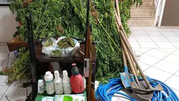 İzmir'de evin bahçesinde Hint keneviri yetiştiren 1 şüpheli tutuklandı