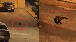 Samsun’da gece mahalleye inen sansarlar kamerada