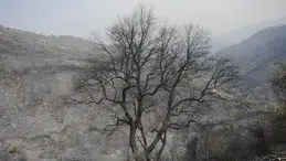Cezayir'de aşırı sıcaklarla birlikte başlayan 1968 yangın kontrol altına alındı
