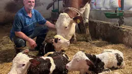 Kırklareli'nde bir inek üçüz buzağı dünyaya getirdi