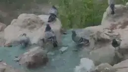 Elazığ'da sıcaktan bunalan güvercinler süs havuzunda yıkandı
