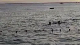 Bursa'da yunuslar sahile yakın kısımda görüldü