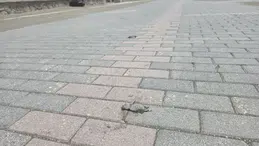 Yapay ışıklar deniz kaplumbağalarını şaşırtıyor, ölümlerine neden oluyor