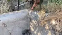 Elazığ’da oklu kirpi sulama havuzuna düştü: Kirpi kurtarıldı