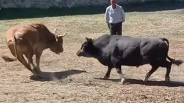 Güreşten kaçan 600 kiloluk boğa arenadan atladı