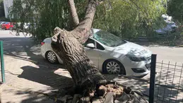 Niğde'de faciaya ramak kala: Ağaç otomobilin üzerine devrildi