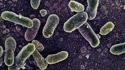 Belçika’da Salmonella salgını: Vaka sayısı 318’e yükseldi