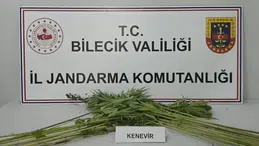 Bilecik'te uyuşturucu operasyonu: Tarlada hint keneviri bulundu