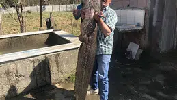 Kızılırmak'tan 50 kiloluk yayın balığı yakalandı