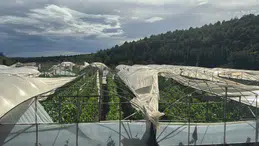 Antalya'da sel felaketi: 26 ev ve 1450 dönüm sera zarar gördü