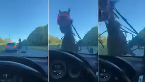 Kontrolden çıkan at lüks otomobile çarptı camlar paramparça oldu