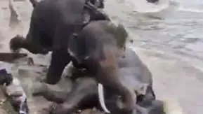 Hindistan’da fil kavgası faciaya sebep oldu: 1 turist öldü