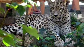 Hollanda'da leopar saldırısı: 25 yıllık hayvan bakıcısı ağır yaralandı