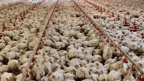 ABD'de kuş gribi salgını: 935 bin tavuk itlaf edildi