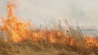 Hakkari’de Nehil Sazlığı alevlere teslim oldu