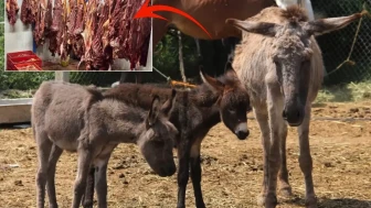 Bakanlık markayı ifşa etti: İşte vatandaşa sucuk diye at ve eşek eti yedirilen ilimiz