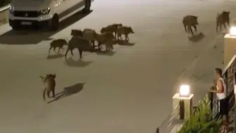Kuşadası'nda ilginç anlar! Yaban domuzunu sürüsü kurtardı