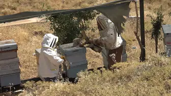 Elazığ'da röportaj yapan gazeteci arıların saldırısına uğradı