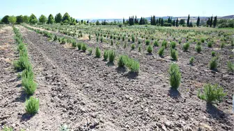 Samsun'da orman köylülerine 6 ayda 3,5 milyon liralık gelir