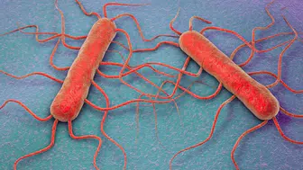 Listeria bakterisi nerede gizleniyor? Hangi besinlerden bulaşır ve belirtileri neler?