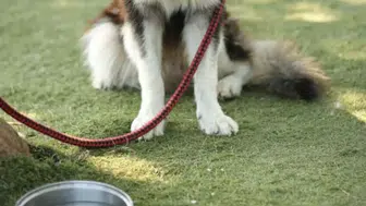 Adana’da tepki çeken olay! Köpeği kediyi öldürdü, sahibine ceza yağdı