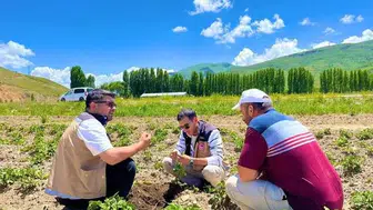 Bayburt'ta patates tarlalarında hastalık belirtisi uyarısı