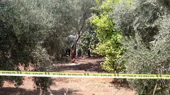 Antalya'da şüpheli ölüm: Zeytinlikte elleri bağlı genç ölü bulundu