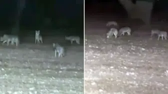 Ankara'da köye inen kurt sürüsü 15 koyunu telef etti