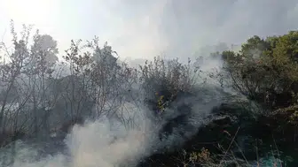 Bingöl'de orman yangınları: Kontrol altına alınarak söndürüldü