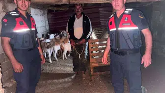 Çanakkale'de kaybolan 15 küçükbaş hayvan ormanlık alanda bulundu