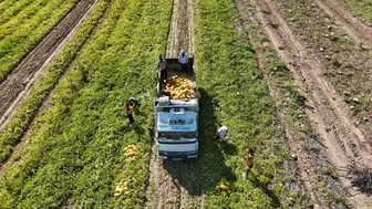Sarı altın değil, kavun! Kilosu 15 TL’den peynir ekmek gibi satılıyor