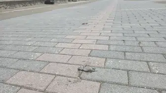 Yapay ışıklar deniz kaplumbağalarını şaşırtıyor, ölümlerine neden oluyor
