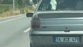 Bolu’da korkunç olay: Buzağıyı otomobilin arka koltuğunda taşıdılar