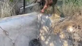 Elazığ’da oklu kirpi sulama havuzuna düştü: Kirpi kurtarıldı
