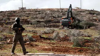 Batı Şeria’da Filistinlilerin zeytinleri çalındı