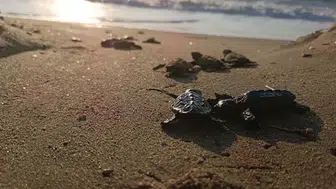 Kuşadası'nda yuvada sıkışan 22 caretta yavrusu denizle buluştu