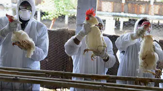 Uruguay'da kuş gribi alarmı: Ülke çapında acil durum ilan edildi