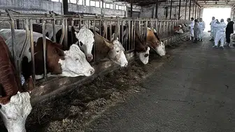 Hayvan pazarında şap alarmı: Pazar kapatıldı