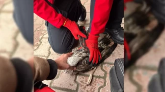 Oltadan kurtuldu, gökyüzüne döndü