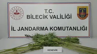 Bilecik'te uyuşturucu operasyonu: Tarlada hint keneviri bulundu