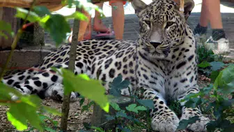 Hollanda'da leopar saldırısı: 25 yıllık hayvan bakıcısı ağır yaralandı